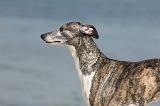 WHIPPET 311